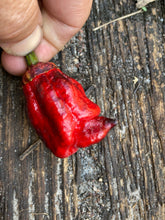 Load image into Gallery viewer, Perfect Horizon (Pepper Seeds)(Limited)