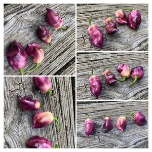 PJ Plum Purple (Pepper Seeds)