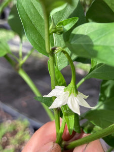 Zou-Pi (Pepper Seeds)