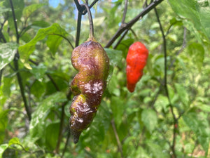 BlackStar Horizon (Pepper Seeds)
