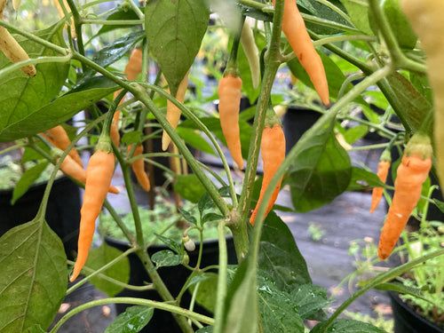 FiFI Tabasco Peach (Pepper Seeds)