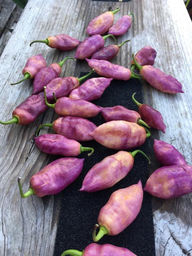 Taj Mahal Pink Minion (Pepper Seeds)