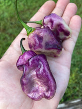 Load image into Gallery viewer, Perp Karen (T-E Mix) (Pepper Seeds)