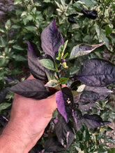 Load image into Gallery viewer, Camelot (VSRP Pablano) (Pepper Seeds)
