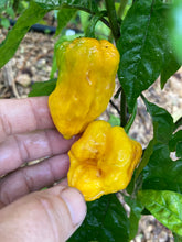 Load image into Gallery viewer, Yellow Horizon (Pepper Seeds)