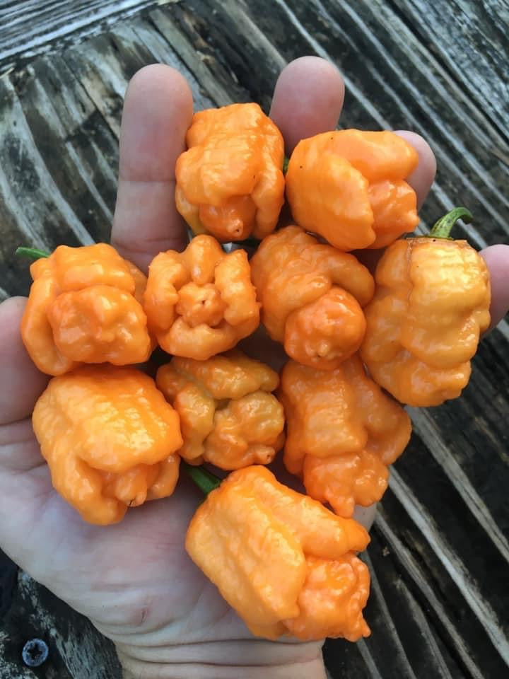 Repo Man” (BOC X Reaper OG2)(Pepper Seeds) – Towns-End Chili & Spice