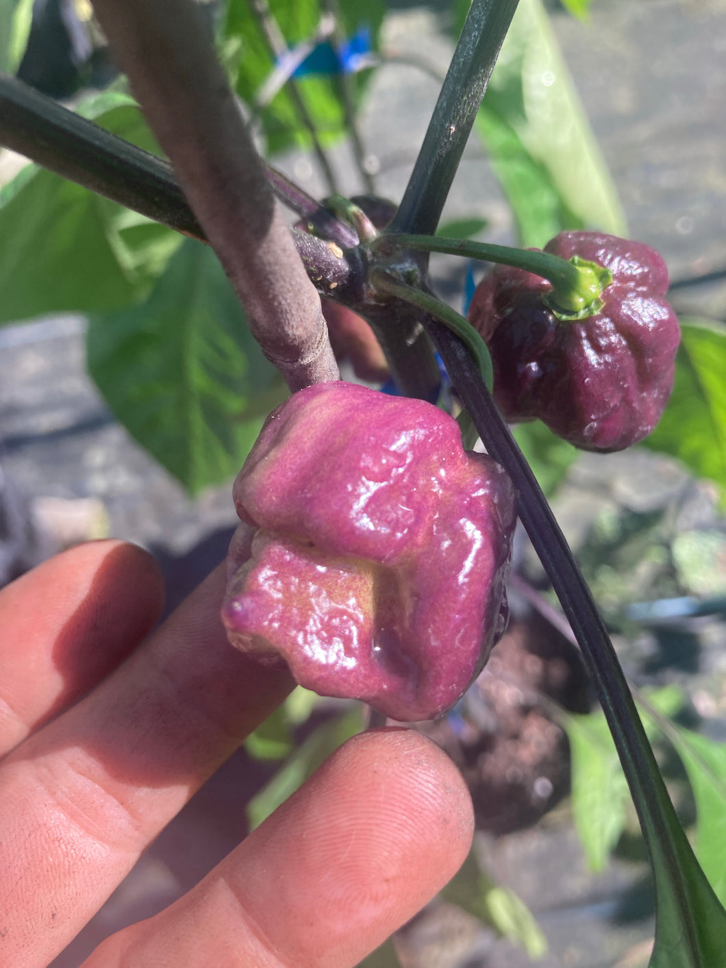 Purple Reaper (Pepper Seeds)