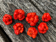 Load image into Gallery viewer, Trinidad Moruga Scorpion (Blend) (Pepper Seeds)