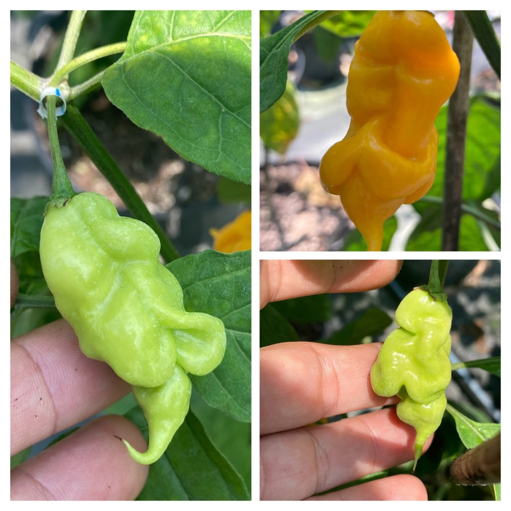 ghost pepper seeds for planting Ghost Scorpion Yellow (T-E) (Pepper Seeds) – Towns-End Chili & Spice