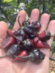 PJ Black Molten Mini (Pepper Seeds)
