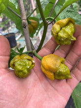 Load image into Gallery viewer, Hazy Horizon (Pepper Seeds)(Limited)
