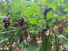 Load image into Gallery viewer, PJ Purple Molten (Pepper Seeds)