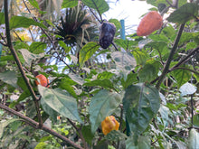 Load image into Gallery viewer, Orange Jes (Pepper Seeds)