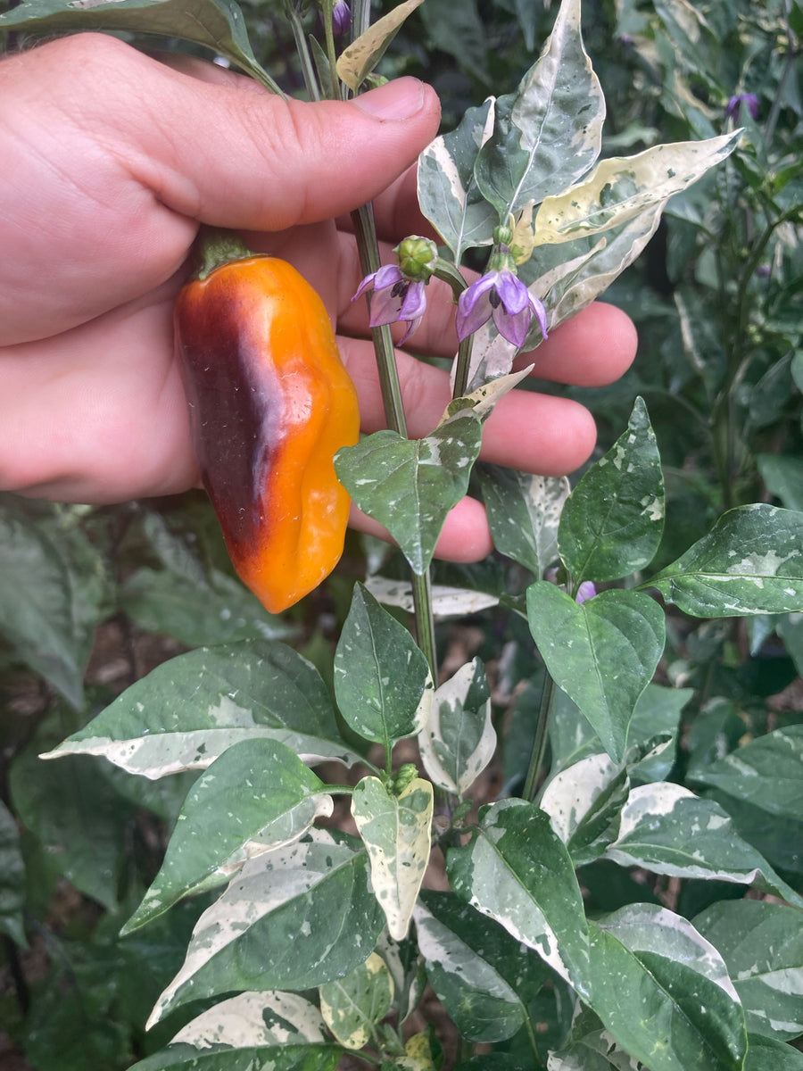 Barzakh (VSRP Poblano) (Pepper Seeds) – Towns-End Chili & Spice