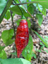 Load image into Gallery viewer, PJ Purple Molten (Pepper Seeds)