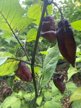 Load image into Gallery viewer, Black Karen (Limited) (Pepper Seeds)