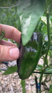 Agartha (VSRP Pablano) (Pepper Seeds)