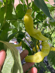 Sugar Rush Stripey (Pepper Seeds)