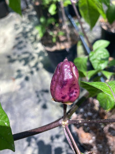 Purplegum Cream Splotched (Pepper Seeds)(Limited)