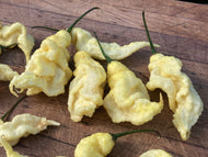 White Ghost Scorpion (Jays/T-E) (Pepper Seeds)