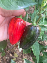 Load image into Gallery viewer, Avalon (VSRP Pablano) (Pepper Seeds)