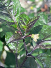 Load image into Gallery viewer, Crimson Horizon (Pepper Seeds)(Limited)