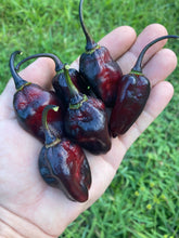 Load image into Gallery viewer, M.A.M.P. Black (Pepper Seeds)