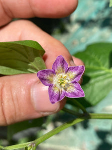 Aji Santa Cruz x Purple Flower Baccatum (Pepper Seeds)