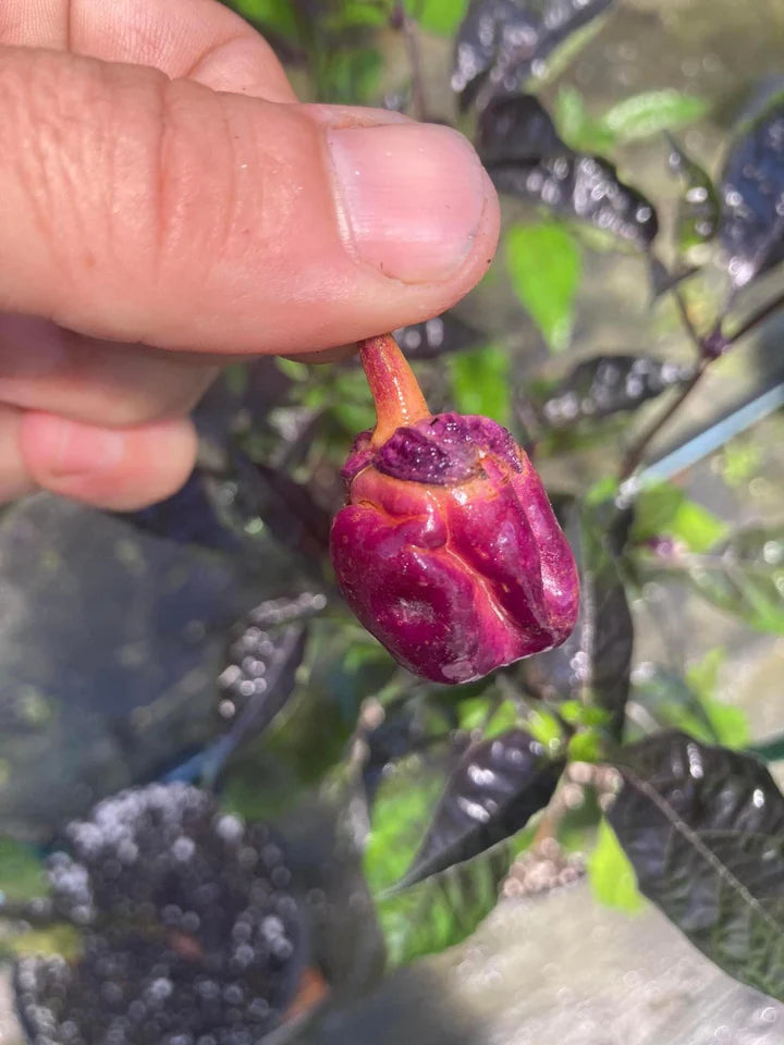 PurpleGum Magenta (Pepper Seeds)