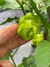 Load image into Gallery viewer, Zou-Pi (Pepper Seeds)