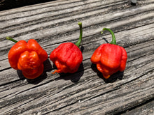 Load image into Gallery viewer, ScotchPort Red (Pepper Seeds)