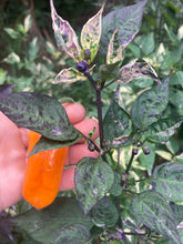 Load image into Gallery viewer, Irkalla (VSRP Pablano) (Pepper Seeds)