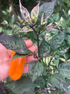 Irkalla (VSRP Pablano) (Pepper Seeds)
