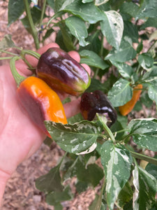 Barzakh (VSRP Poblano) (Pepper Seeds)