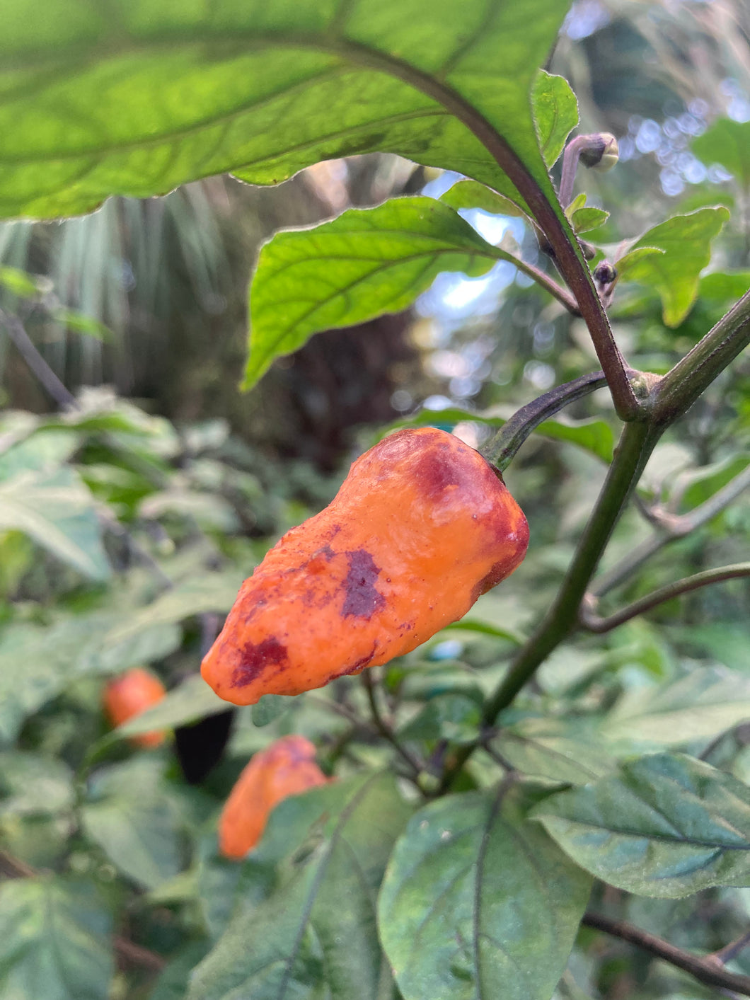 Orange Jes (Pepper Seeds)