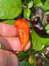 Load image into Gallery viewer, PJ Ored Ice (Pepper Seeds) (Limited)