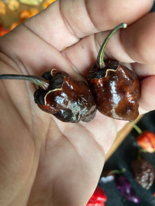Monstergum Leopard Chocolate (Pepper Seeds)(Limited)