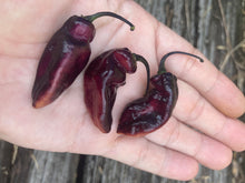 Load image into Gallery viewer, PJ Black Ice (Pepper seeds) (Limited)