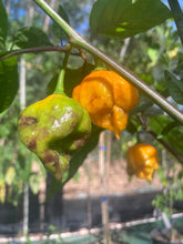 Load image into Gallery viewer, Dueling Horizon (West Select)(Pepper Seeds)