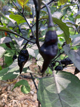 Load image into Gallery viewer, PJ Black Molten (Pepper Seeds) (Limited)