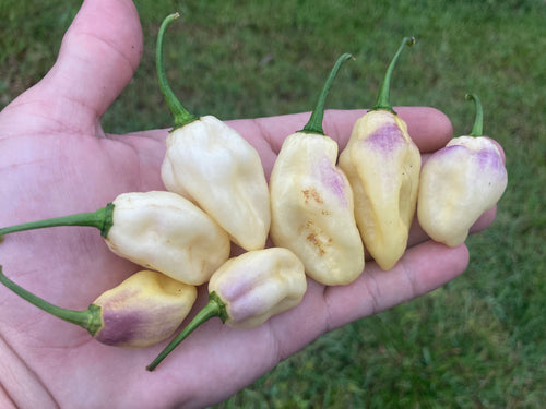 Cartel Karen (Pepper Seeds)