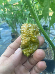 Naglah Mustard (Pepper Seeds)