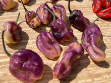 Load image into Gallery viewer, Perp Karen (T-E Mix) (Pepper Seeds)