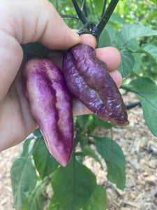 Flamingo Karen (Pepper Seeds)