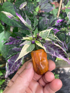 Babylon (VSRP Poblano) (Pepper Seeds)