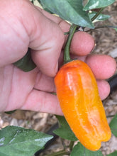 Load image into Gallery viewer, Lemuria (VSRP Pablano) (Pepper Seeds)