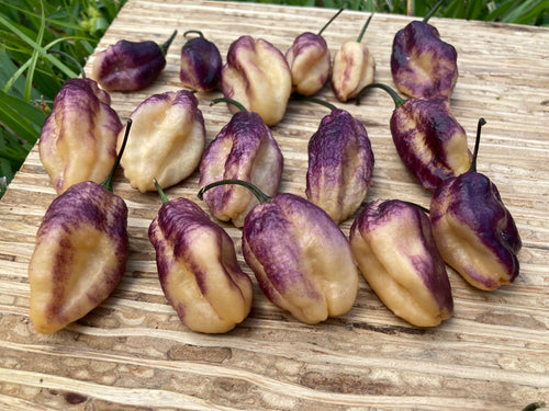 MILF Karen (Pepper Seeds) (Limited)