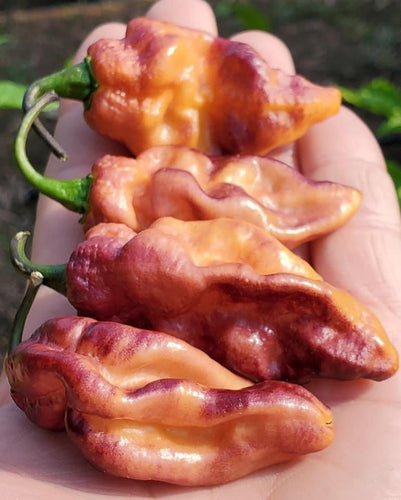 PJ Iced (Pepper Seeds)(Pimenta Jolokia)