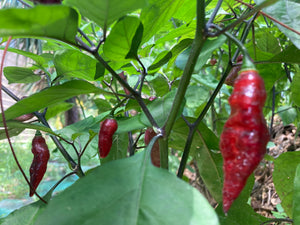 PJ Purple Molten (Pepper Seeds)