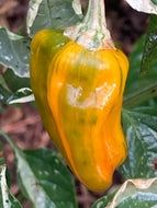 Arcadia (VSRP Poblano) (Pepper Seeds)